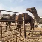 3 لقحات كلها قريب