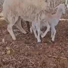 نعاج ولد مراح واحد
