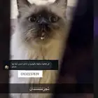 قطوة تبني حامل نوعها هيمالايا احتاج التواصل