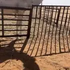 لقحة وضحا لها فلقاح 6 شهور طيبة منوة القناي اطيب من التصوي