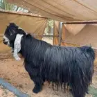 تيس عارضي صنف معرف