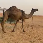 ناقه حيل