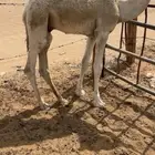 قعدان قصب