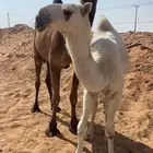 عشراء صفراء كفو