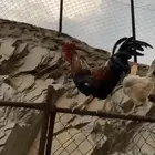 للبيع ديك بلدي