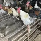 دجاج وديكه بلدي وفيومي المونيوم بياض العدد 70