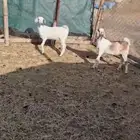 جفار طيبه