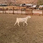 معزا طيبه