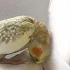 كروان فراشه للبيع