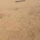 للبيع ضروبه رمانيه كفو للتواصل  يوجد فيديو