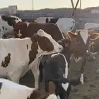 بقر للبيع الموقع ينبع النخل