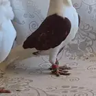 جوز بربريسي حمام سوري حمام شامي كش