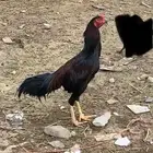 ديك سندي