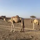 نياق