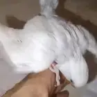 فروخ روز