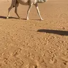 ضروبة كفو باتلية ام ثاني مصعد ب ثالثها والناقة كفو جدا