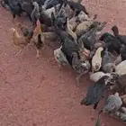 دجاج وديوك
