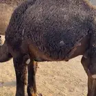 قعدان