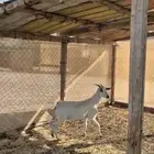 عنز بيشيه طيبه جدا