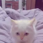 قط هملايا جميل جدا  ولعوب