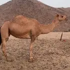 القحه شماليه. تم اللبيع