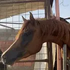 حصان واهو البيع شعبي