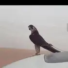 سلام عليكم مطلوب صقر ب سعر مناسب