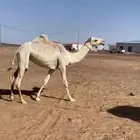 بكرهه رمانيه