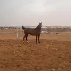فرس شعبيه لقاح