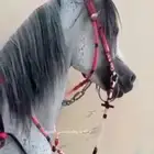 حصان واهو