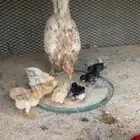 دجاجة معها 11 المجاردة