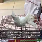 كروان البينو