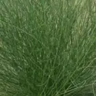 مرخ طازه على طلب
