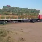 برسيم فيه خلط بسيط