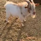 تيس قزم