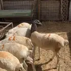 برابر مرابي جذعان بربري