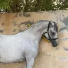 فرس واهو
