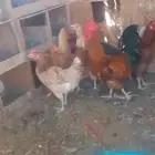 للبيع دجاج