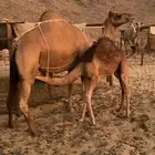خلفه حمرا ساحليه