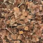 بذور ارطى عملاق