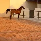 مهره مكس