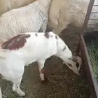 للبيع تيوس وخرفان