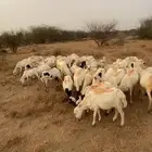 ضان للبيع