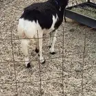 رخل جذعه حايل شرط ومقفل لحم و شحم