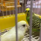 بادجي للبيع