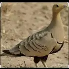 قطاء نغاق