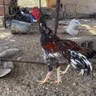 دجاج سندي