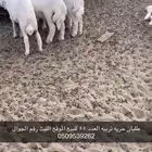 طليان تربيه للبيع