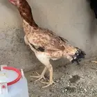 دجاج باكستاني المجاردة