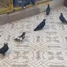 حمام قطايف للبيع
